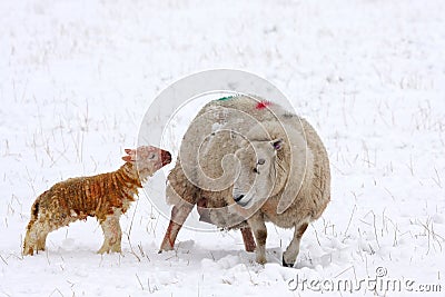 Newly born lamb in the snow Stock Photo