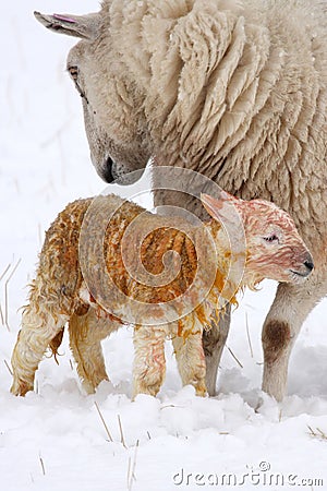 Newly born lamb in the snow Stock Photo