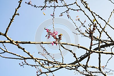 Newly Born , new borning Sakura Flower And Two Buds Stock Photo