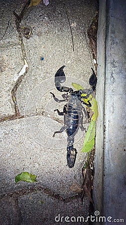 Black Scorpion found in Sri Lanka Stock Photo