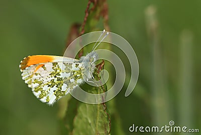 A newly emerged male Orange-tip Butterfly, Anthocharis cardamines, perched on a leaf. Stock Photo