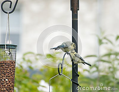 Newly-fledged young Eurasian blue tits (Cyanistes caeruleus) perching on a bird feeder Stock Photo