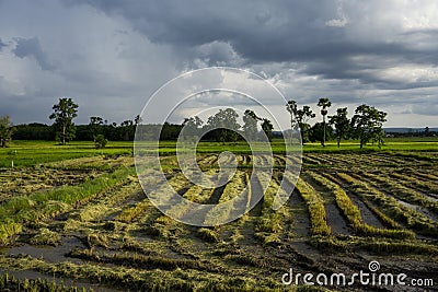 Newly harvested rice field showing left over rice that causes problem when farmers burn Asia Stock Photo