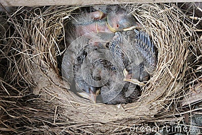 Newly Hatched American Robin Chicks Stock Photo