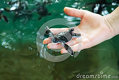 Newly hatched babies turtle Stock Photo