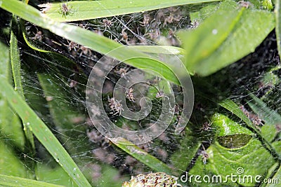 Newly hatched baby spiders Stock Photo