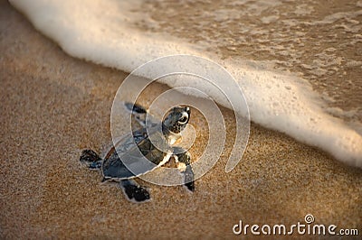 Newly hatched baby turtle toward the ocean Stock Photo