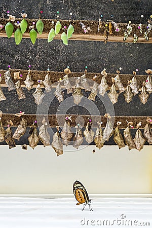 Newly hatched butterfly Stock Photo