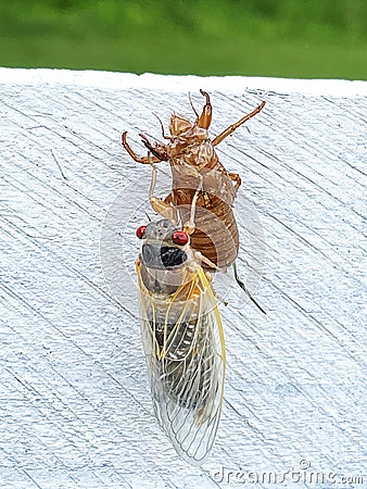 Newly Hatched Cicada Stock Photo