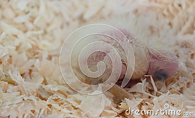 Newly hatched cockatiel chick with closed eyes in sawdust Stock Photo