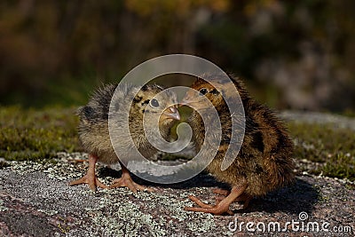 Newly hatched a few hours quail, Coturnix japonica.....photographed in nature Stock Photo