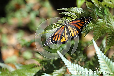 Newly hatched monarch butterfly Stock Photo