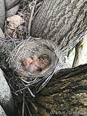 Newly Hatched Robins in a Nest Stock Photo