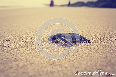 A newly hatched sea turtle journey Stock Photo