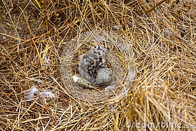 Newly Hatched Western Gull Stock Photo