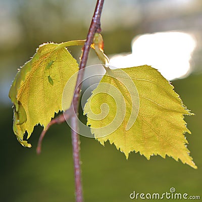 Newly opened birch leaves Stock Photo