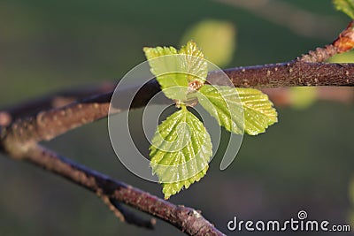 Newly opened birch leaves Stock Photo