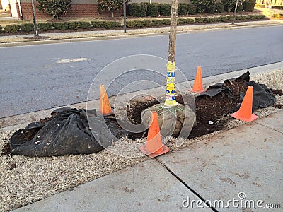 Newly Planted Balled and Burlapped Trees Stock Photo