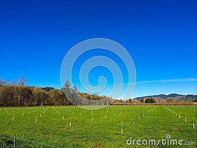 Newly Planted Filbert Orchard Stock Photo