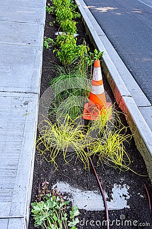 Newly planted median between the street and new sidewalk, ornamental grasses, plants, orange safety cone, and irrigation hose Stock Photo