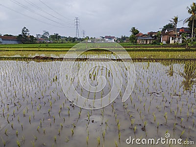 Newly planted rice fields are inundated with water Stock Photo