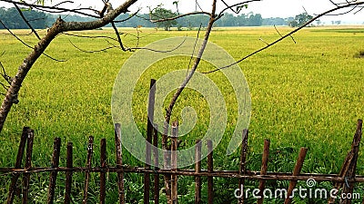 Newly ripen paddyfield Stock Photo