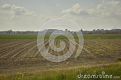 The newly sown corn field Stock Photo
