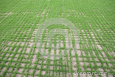 Newly sown grass seed on sports field Stock Photo