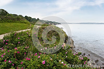 Newport Rhode Island Shoreline Stock Photo