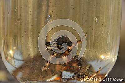 Newts trapped in a jar. Observation of the tailed amphibians. Swimming in fresh water Stock Photo