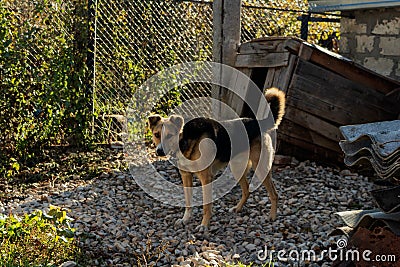 Next to his kennel is a black and yellow dog. Editorial Stock Photo