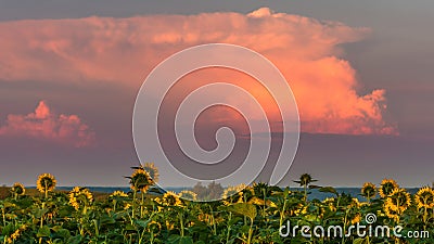 Sunflowers admiring the sunset