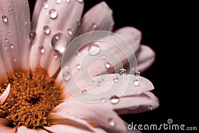 Gerbera daisy, close-up macro photo. emotional and romantic feelings. Stock Photo