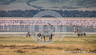 Ngorongoro Conservation Area Stock Photo