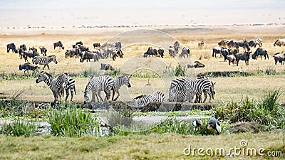 Drinking Zebras, grazing Gnus, Birds in Ngorongoro Crater Stock Photo