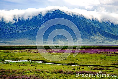 Ngorongoro valley with flowering meadows Stock Photo