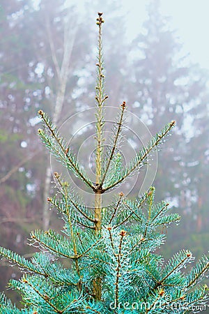 Tree after rain Stock Photo