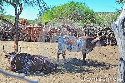 Nguni cattle in an Ovahimba kraal Stock Photo