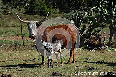 Nguni cow and calf - Bos taurus - from southern Africa Editorial Stock Photo