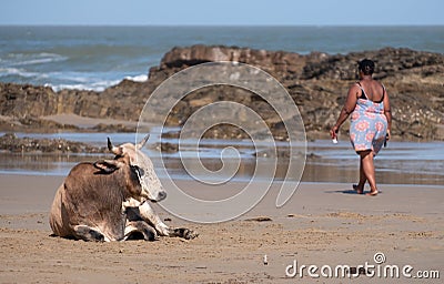 Nguni cow at Second Beach, Port St Johns on the wild coast in Transkei, South Africa.s Editorial Stock Photo