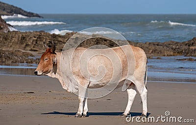 Nguni cow in the sun at Second Beach, Port St Johns on the wild coast in Transkei, South Africa.s Editorial Stock Photo