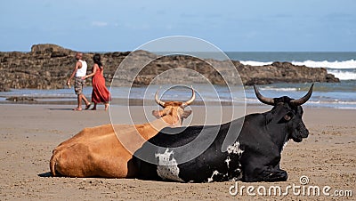 Nguni cows at Second Beach, Port St Johns on the wild coast in Transkei, South Africa.s Editorial Stock Photo