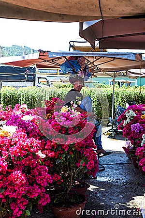 Nha Trang, Vietnam - 13 January 2023: Vietnamese seller of Bougainvillea flowers for Lunar New year (Tet) Editorial Stock Photo