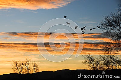 Birds and golden cloud in Nianhu Lake Stock Photo