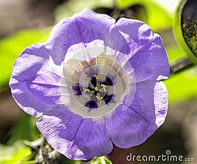 Nicandra physalodes known as apple-of-Peru and shoo-fly plant Stock Photo