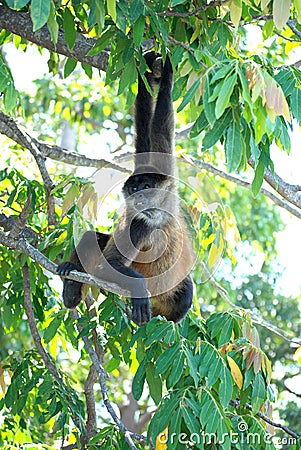 Nicaraguan Spider Monkey Stock Photo