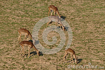 Antelopes in sunset on grass Stock Photo