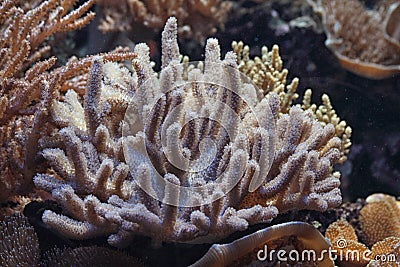 nice aquarium background Stock Photo