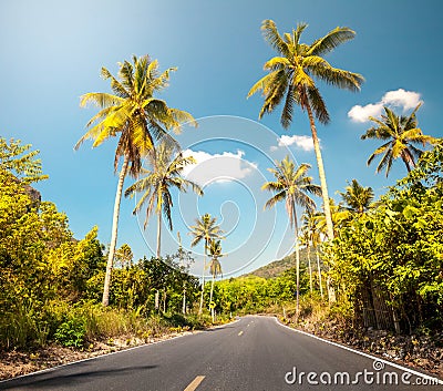 Nice asfalt road with palm trees Stock Photo