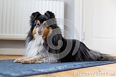 Nice attentive little sheltie, small collie relaxing inside the house near heating battery Stock Photo